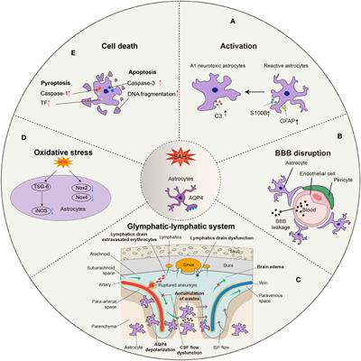 The role of the astrocyte in subarachnoid hemorrhage and its therapeutic implications